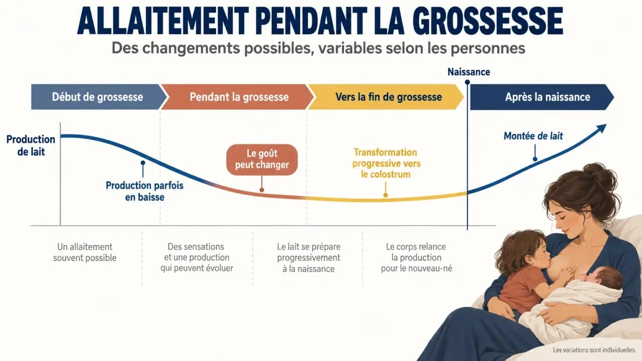 Allaitement grossesse : évolution de la lactation, du lait au colostrum puis à la montée de lait